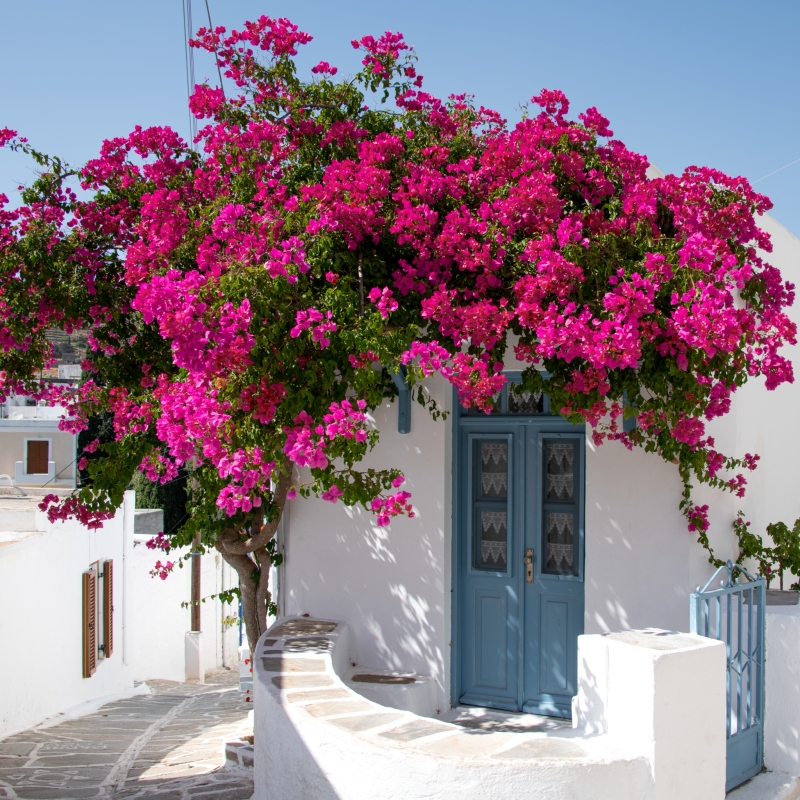 Iconic spot. Bouganville in Lefkrs, Paros, Greece